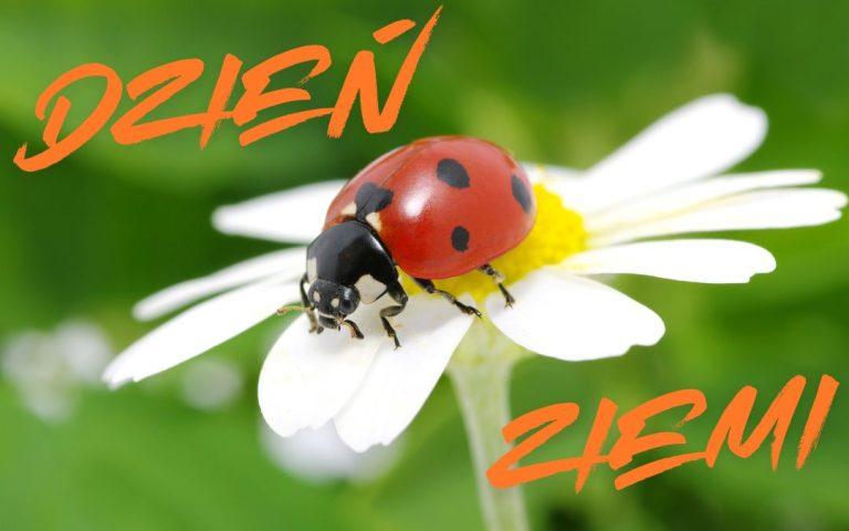 Biedronka – mały owad o dużym znaczeniu